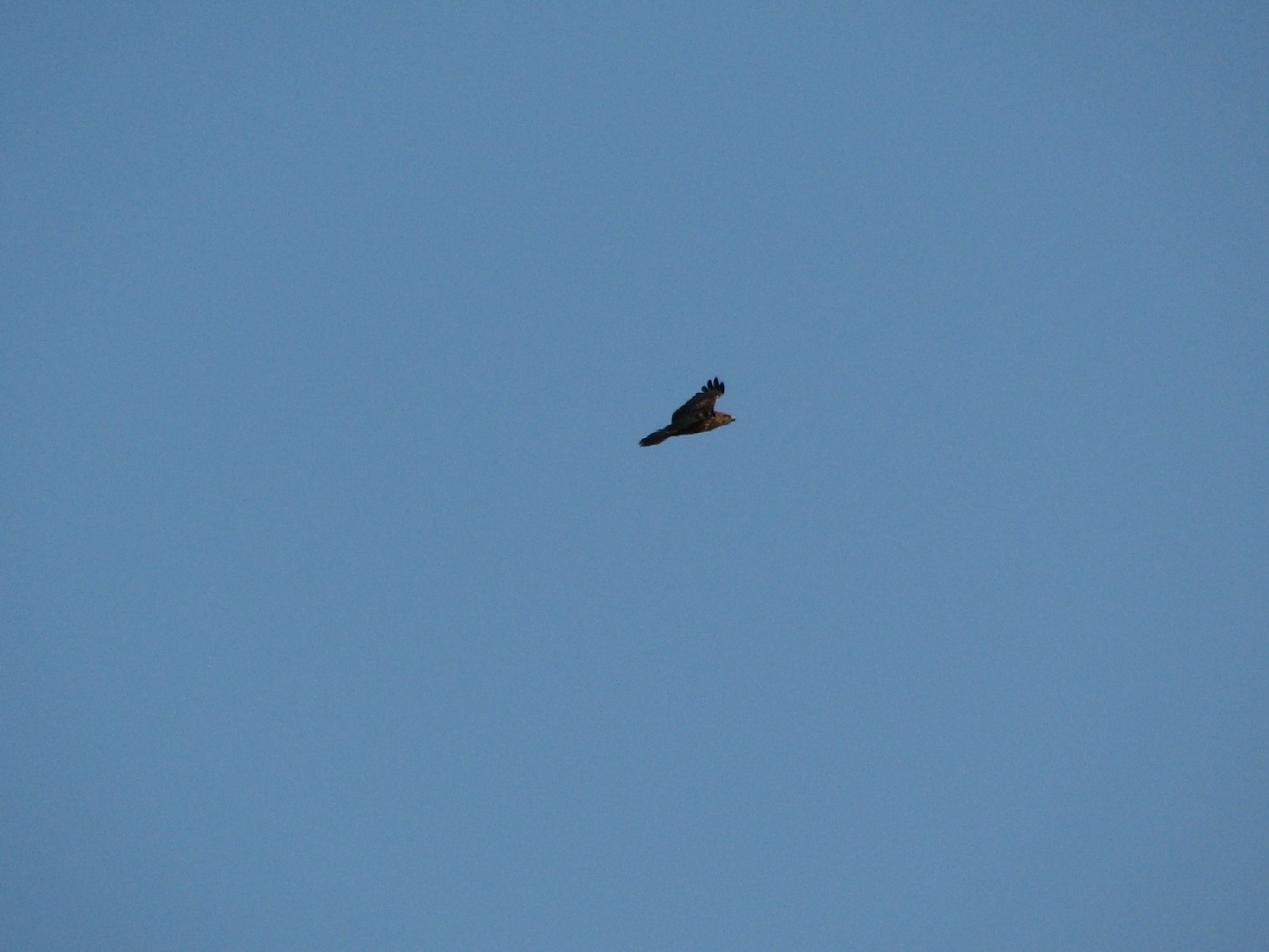 Aquila anatraia (?) in Brenta? No, Poiana